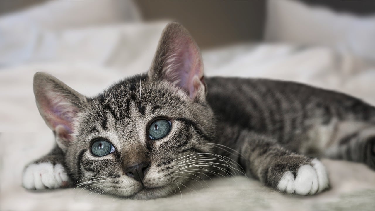 Relaxed cat