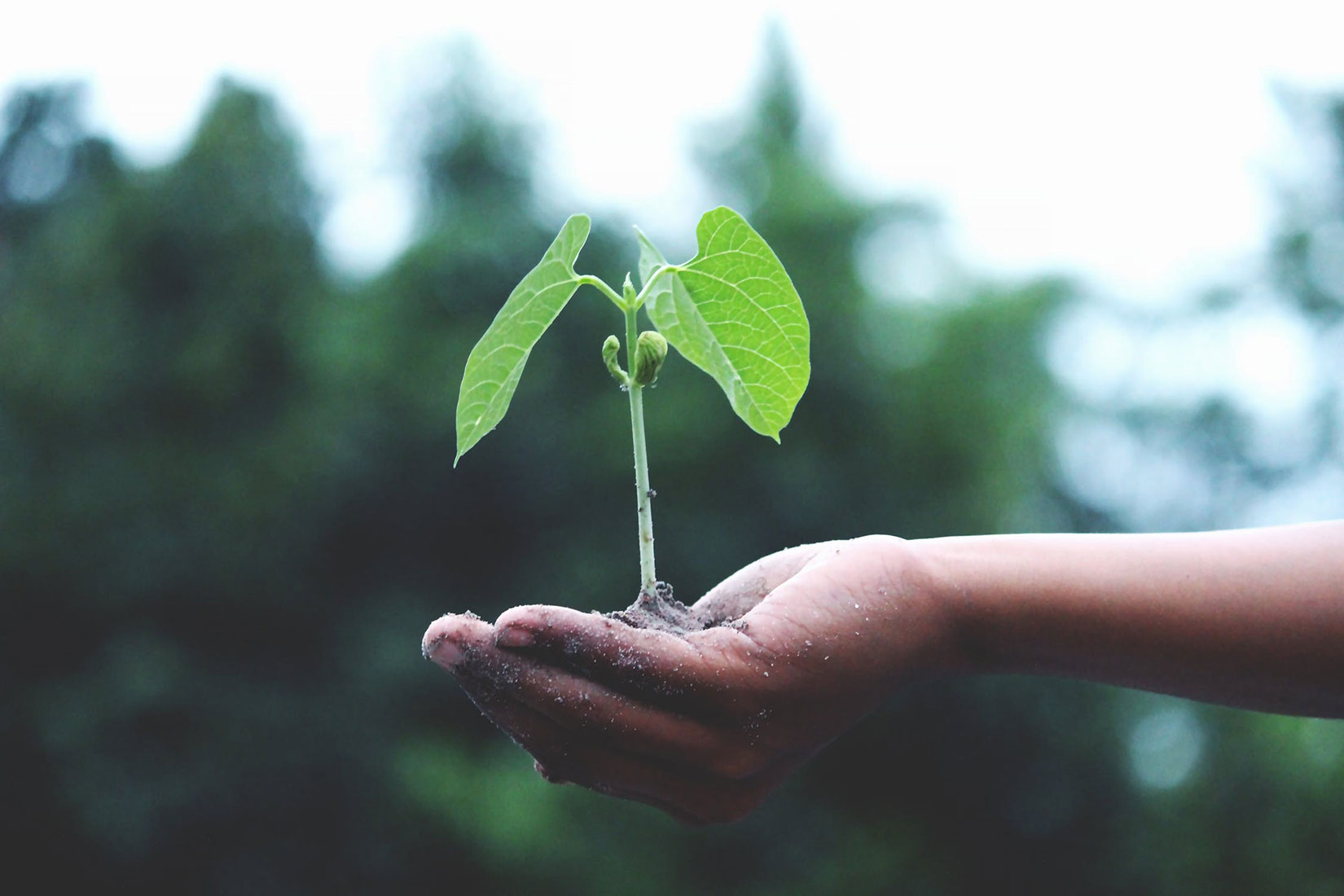 The Power of Daily Rituals for Dream Achievement